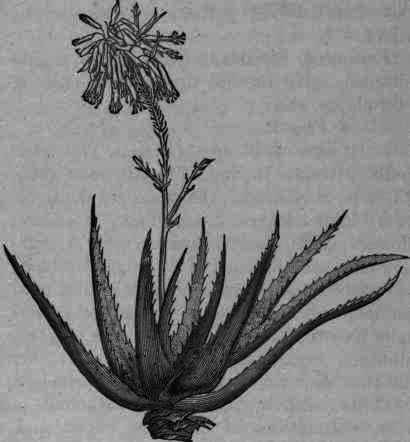 Fig. 44.   Aloe vera (vulgaris).