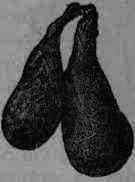 Fig. 442.   Castor follicles: one fourth natural size.
