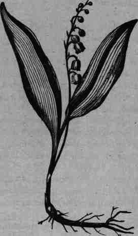 Fig. 48.   Convallaria majalis.