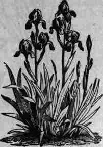 Fig. 56.   Iris in bloom.