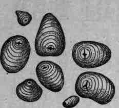 Fig. 64.   Maranta starch.