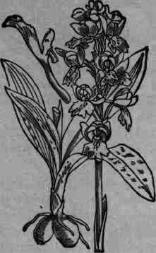 Fig. 75.   Orchis mascula.