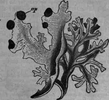 Fig. 8.   Cetraria islandica: ap, apothecium.