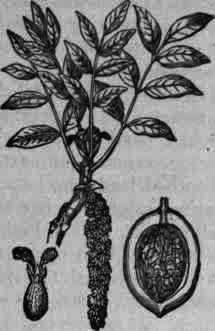Fig. 81.   Juglans: flowering branch; cross section of fruit.