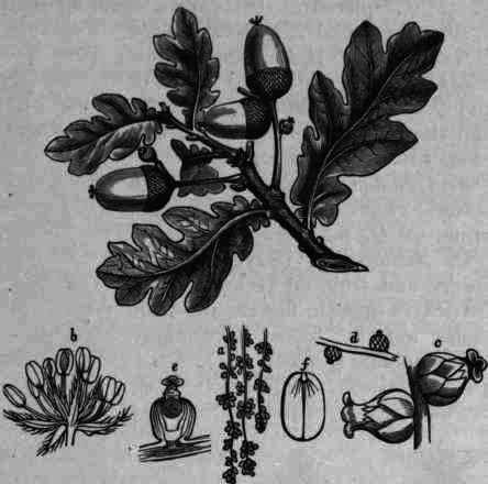 Fig. 85.   Quercus alba: a, staminate catkins; 6, magnified staminate flower; c, pistillate flower with stigmas magnified; d, acorn in embryo; e, section of young acorn; /, cotyledon with radicle.