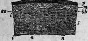 Fig. 86.   Quercus alba: bark, cross section, magnified 10 diam.; p, cork; m, outer bark;i, inner bark; sz, group of stone cells; bb, bast fibre; n, longitudinal fibre.