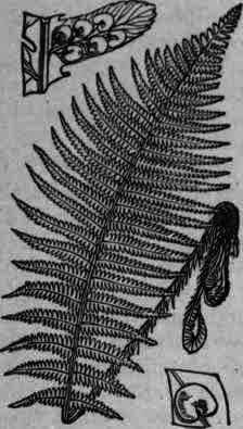 Fig. 9.   Dryopteris Filix mas.