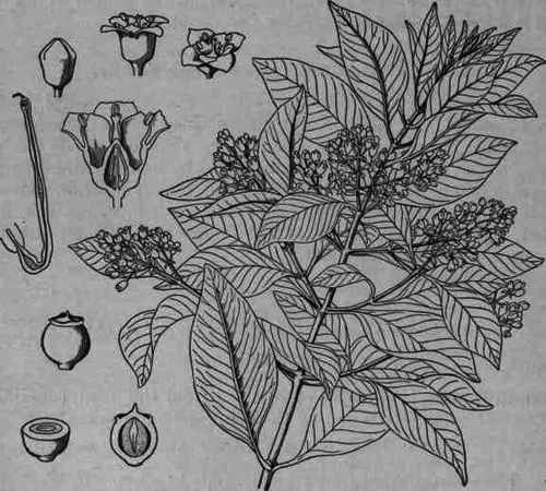 Fig. 94.   Santalum album: flowering branch; also flower and fruit, enlarged.