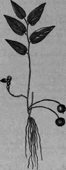 Fig. 95.   Aristolochia Serpentaria.