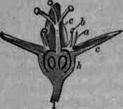 Frangula Frangula 526