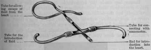 Fig. 100.   Perfusion cannula, with the anterior part removed so as to show the septum.
