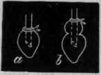 Fig. 103.   Diagram to show the difference in the mode of experimenting with the heart and with the apex alone. In a the apex alone is attached to the cannula.