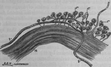 Fig. 116.   Part of the posterior cardiac nerve, highly magnified, showing the ganglia.1