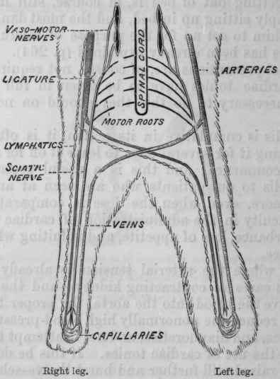 Fig. 119.   Diagram of Ranvier's experiment on dropsy. The vena cava is ligatured, and in the left leg the trunk of the sciatic has been divided so that both the motor and vaso motor nerves contained in it are paralysed.