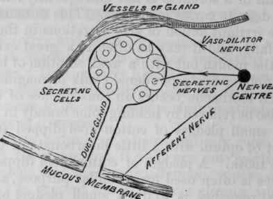 Fig. 124.   Diagram representing the general relation of nerves to the secreting cells and vessels of a gland. For the sake of simplicity only one afferent nerve and one nerve centre and one set of secreting and vascular nerves are here represented.