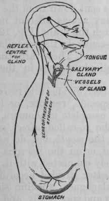 Fig. 125.   Diagram to show the afferent nerves by which the secretion of saliva may be reflexly maxillary gland, when its nerves have either been paralysed by the injection of small doses of curare into the artery going to the gland, or by a section of the combined lingual nerve and chorda tympani, or extirpation of the submaxillary ganglion.