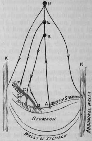 Fig. 127.   Diagram to illustrate the supposed nervous connections of the stomach. A gentle stimulus applied to the walls of the stomach is transmitted by the afferent nerves, A, to a nerve centre, B, and thence along the vaso dilating nerves, c, and the secreting nerves, D,to the vessels of the mucous membrane and the cells of the gastric follicles.