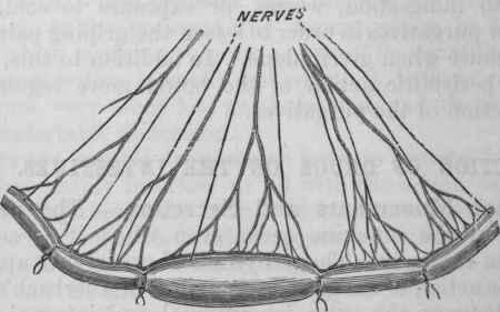 Fig. 131.   Diagram showing the effect of section of nerves on secretion from the intestine. The nerves going to the middle loop have been divided, and it is distended with the fluid secreted.