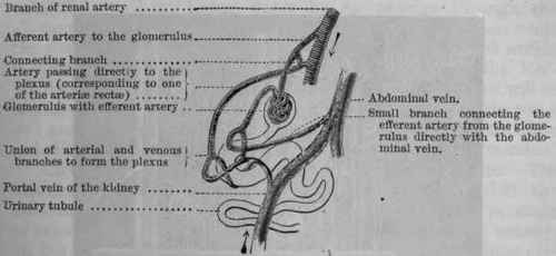Fig. 148.  Diagram of the circulation in the kidney of the newt. Modified from Nussbaum.