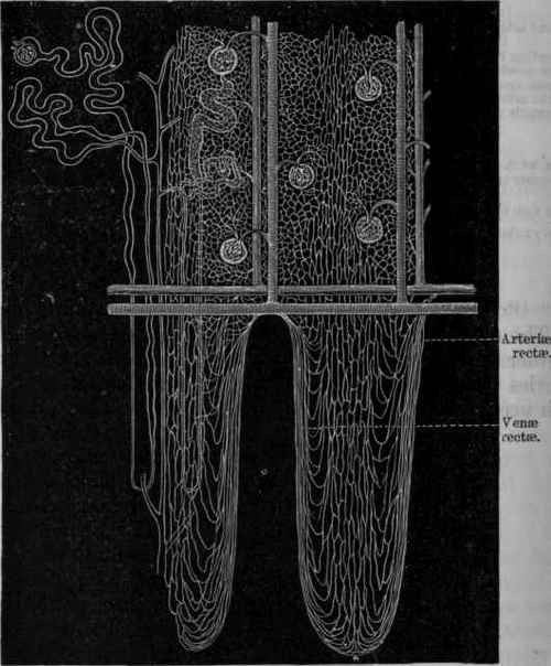 Fig. 150.   Diagram of the tubules and vascular supply of the kidney. On the left is a tubule alone; in the middle is a tubule along with the blood vessels; on the right are blood vessels only.