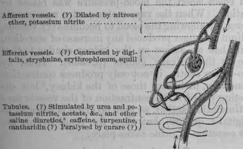 Fig. 152.   Diagram to show the parts of the secreting apparatus of the kidney which are probably affected by different diuretics.