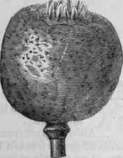 Fig. 179.   Poppy capsule, half the natural size.