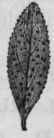 Fig. 184.   Barosma crenulata.