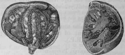 Fig. 186.   Bael, half the natural size.