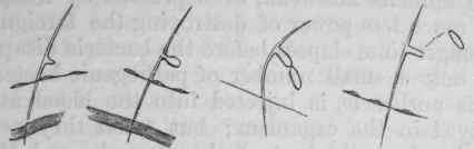 Fig. 22.   A spore germinating and forming conidia, which drop off and become free in