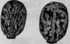 Fig. 221.3   Castor Oil Seeds.
