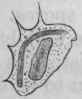 Fig. 28.   The same leucocyte, a few minutes later, after it has completely enveloped the bacillus.