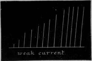 Fig. 30.   Shows the increasing contractions of the tissue of the medusa when stimulated by repeated weak induction shocks of the same intensity.