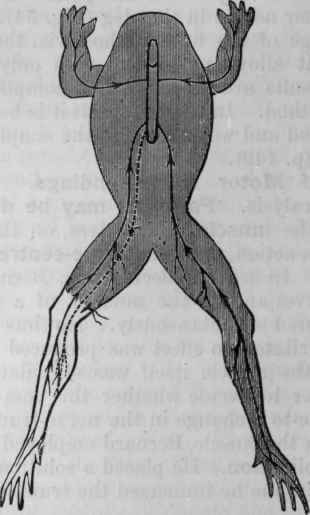 Fig. 54.   Diagram of the mode of experimenting on motor and sensory nerves in the frog.   The shaded part shows where the poison has been carried by the circulation.