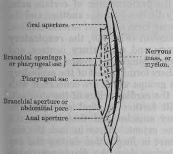 Fig. 78.   Diagram of Amphioxus. The water enters the oral aperture, passes through the openings in the pharyngeal sac into another cavity, whence it escapes by the abdominal pore.