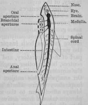 Fig. 79.   Diagram of fish.