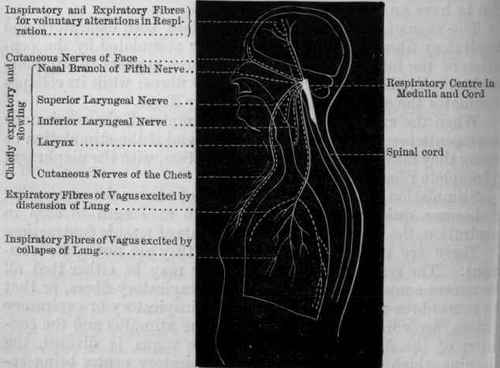 Fig. 81.   Diagram showing the position of the respiratory centre, and the afferent nerves which influence it. Inspiratory nerves are indicated by plain, and expiratory by dotted, lines.