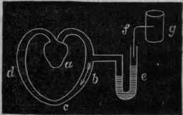 Fig. 90.   Diagram of the circulation. a, the heart, completely shut off by the valves during with the arterial pressure. If the pressure be high the curve will fall more rapidly than when it is low, for the greater blood pressure will drive the blood more rapidly through the open arterioles.