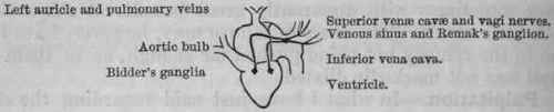Fig. 95.   Diagram of the frog's heart.