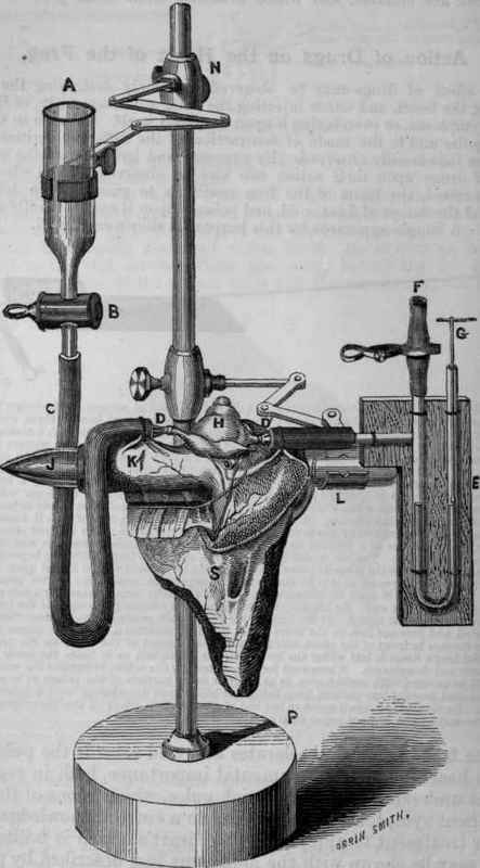 Fig. 98.   Ludwig and Coats' frog heart apparatus, a is a reservoir for serum. B, a stopcock to regulate the supply to the heart. c, a piece of caoutchouc tubing connecting A and D.