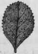 Sub Order II Diosmeae Buchu Folia B P Buchu U S P 282