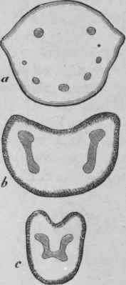 FIG. 215.   a, transverse section of base of petiole of Aspidium Filix mas. b, transverse section of petiole of A. Filix foemina; c, the same just below the lamina. Slightly magnified. (Luerssen.)