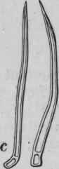 FIG. 230. Glands (a and b) and hairs (c) of a species of Flemingia. Magnified 140 diam. (Vogl.)