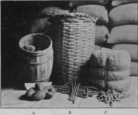 Fig. 1.   Original packages of drugs (Weigel). a, gourd aloes; b, cassia fistula; c, China root.