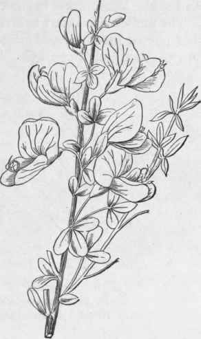 Fig. 104.   Broom, flowering branch. (Maisch.)