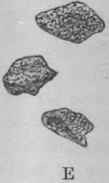 Fig. 108.   Chiretta. A, portion of flowering panicle; B, pistil; C, fruit with persistent calyx; D, transverse section of fruit; E, seeds. A, natural size. B, C, D,enlarged; E, highly magnified. (Bentley and Trimen.)