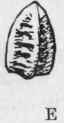 Fig. 110.   Euphorbia pilulifera. A, flowering top;