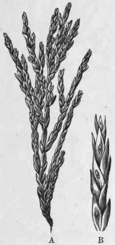 Fig. 111.   Savin. A, natural size; B, magnified. (Moeller.)
