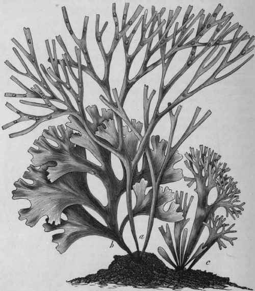 Fig. 112.   Irish Moss (Chondrus crispus). Three different forms of the plant, a, b, c; a, with reproductive organs, natural size. (Luerssen.)