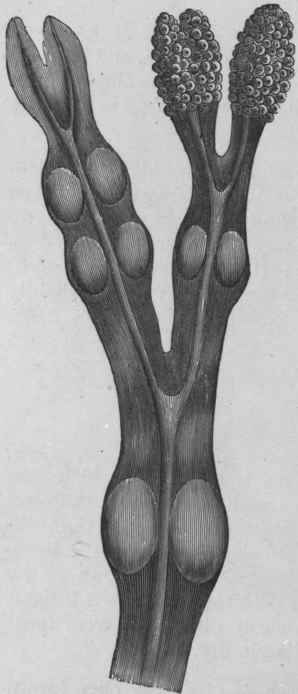 Fig. 113.   Bladderwrack. Branch with reproductive organs. Natural size. (Maisch.)