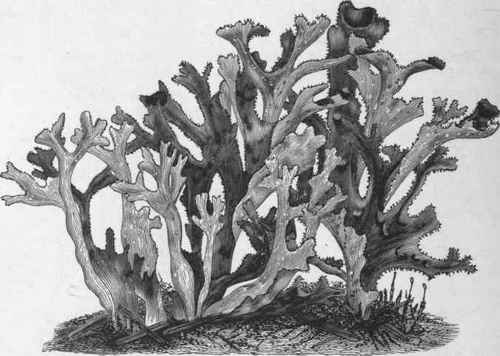 Fig. 114.   Iceland Moss (Cetraria islandica.) Natural size. (Luerssen.)
